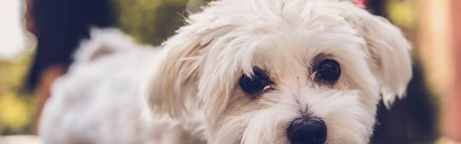 dog1_1920x600-1536x480 hotelcolessio_Restaurant1_1920x600